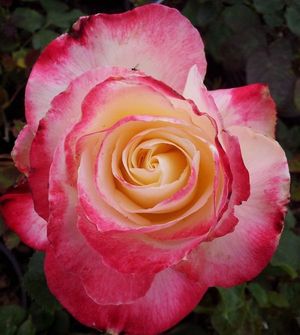 ROSE SWEET DELIGHT 50